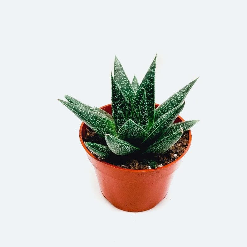 Gasteraloe hybrid