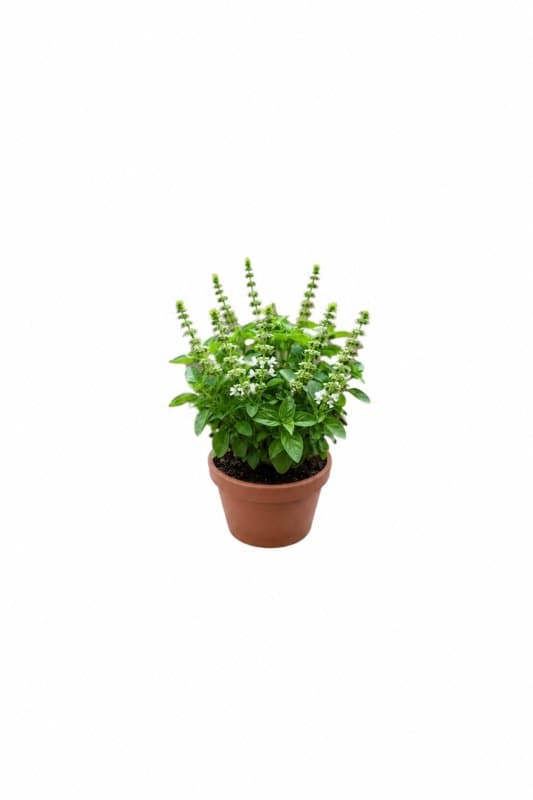 نبات الريحان (الحبق)  Basil Plant