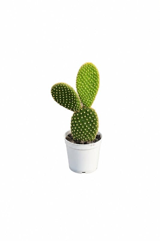 Bunny Ear Cactus