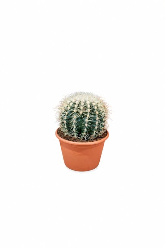 صبار كرسة الذهبية (مقعد الحماة) Golden Barrel Cactus