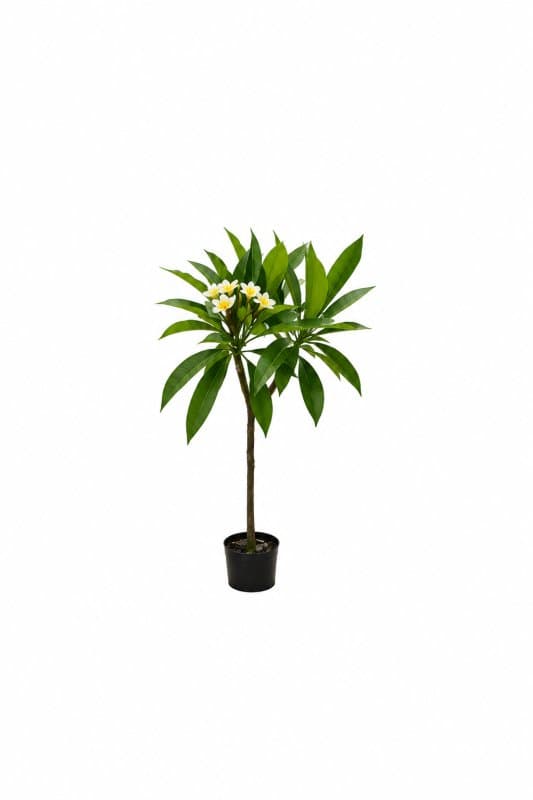 شجرة الفتنة (بلوميريا / ياسمين هندي)  Plumeria Tree (Frangipani)