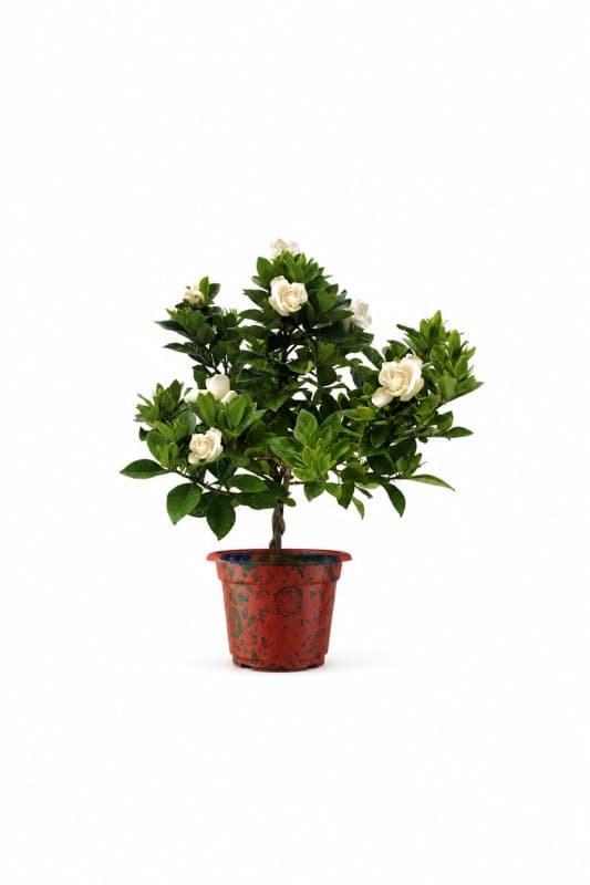 Gardenia