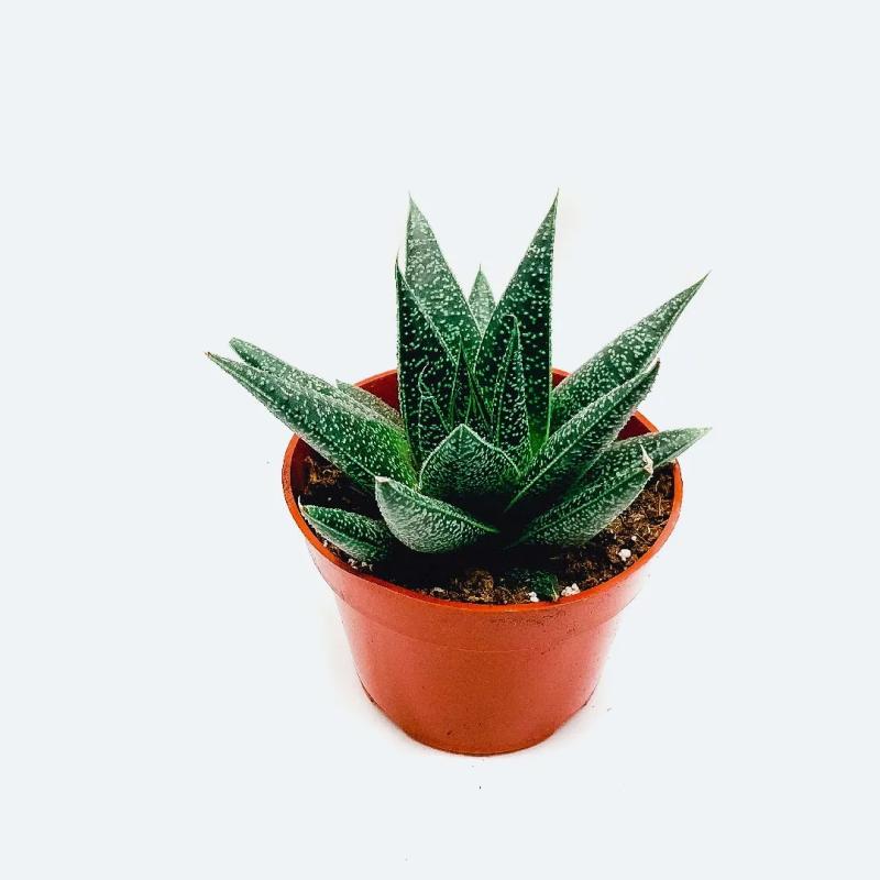 Gasteraloe hybrid