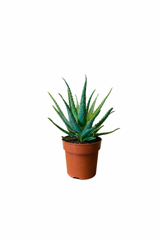 نبات الألوفيرا Aloe Vera Plant