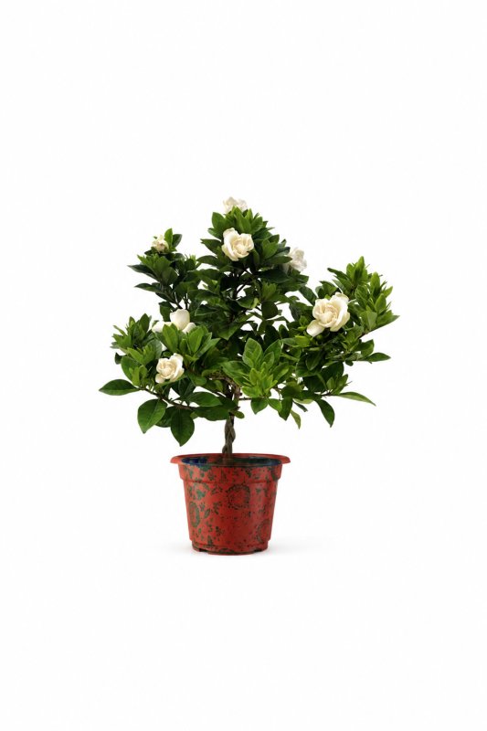 Gardenia