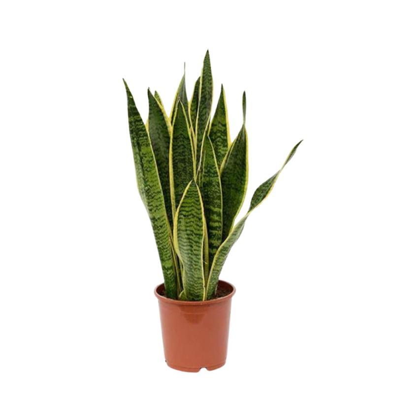 نبات جلد النمر (سنسيفيريا)  Snake Plant (Sansevieria)
