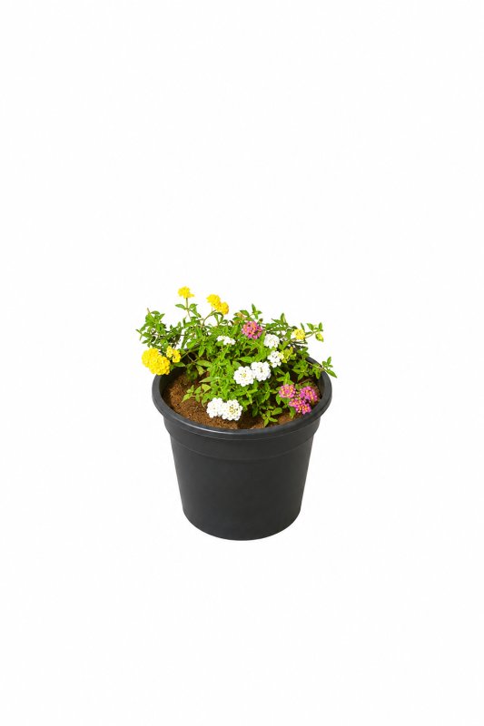 Lantana