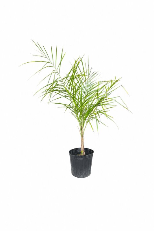 Queen Palm Tree