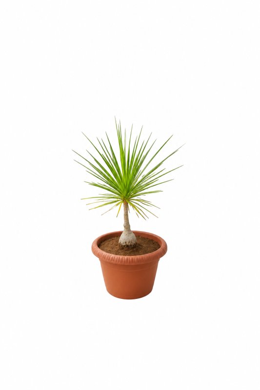 Beaucarnea